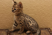 TICA Registered Female Savannah Kitten