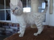 Snow Spotted Bengal Kittens