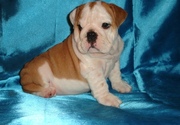 english bull dog puppies for sale 
